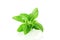 Stevia herb closeup in pure white background