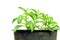 Stevia herb in container