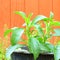 Stevia herb in container and wooden background