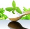 Stevia herb and extract powder in wooden spoon on white background