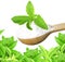 Stevia herb and extract powder in wooden spoon on white background