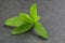 Stevia leaves on a slate plate