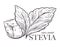 Stevia natural sweetener, leaf put in drink cup vector.