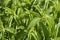 Stevia plant