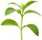 Stevia plant cutout