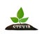 Stevia plant in the ground. Vector illustration