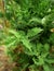 Stevia plant growing