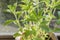 Stevia plant indoors close up view