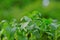 Stevia rebaudiana on blurred green background.stevia plant.Alternative Low Calorie Vegetable Sweetener. sweet leaf sugar