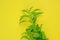 Stevia rebaudiana. branches of stevia on bright yellow background.stevia plant.Alternative Low Calorie Vegetable