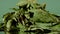 Stevia rebaudiana. dry stevia leaves on bright green background.