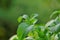 Stevia rebaudiana on green background.stevia plant.Alternative Low Calorie Vegetable Sweetener. sweet leaf sugar