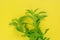 Stevia rebaudiana. Green branches of stevia on bright yellow background.stevia plant.Alternative Low Calorie Vegetable