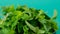 Stevia rebaudiana.Green stevia leaves on green background.Organic natural sweetener.Diet healthy food ingredient.