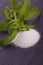 Stevia rebaudiana herb