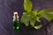 Stevia rebaudiana herb essence