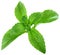 Stevia Rebaudiana Leafs Cut Out