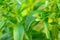 Stevia rebaudiana. Low Calorie Vegetable Sweetener Stevia rebaudiana branch close up on blurred green background. sweet