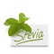 Stevia rebaudiana over white