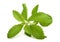 Stevia rebaudiana sprig