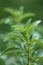 Stevia rebaudiana.Stevia green close-up on blurred green background.Organic natural sweetener.Stevia plants.Stevia green