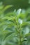 Stevia rebaudiana.Stevia green close-up .Organic natural sweetener.Stevia plants.Stevia green twig