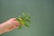 Stevia rebaudiana.Stevia green twig in hand on green background.Stevioside Sweetener Raw Material. natural low calorie