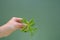 Stevia rebaudiana.Stevia twig in hand on green background.Stevioside Sweetener Raw Material. Organic natural low calorie