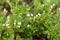 Stevia\\\'s flower blooming and leaves.
