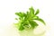 Stevia sweetener herb