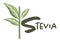 Stevia sweetener, organic substitute of sugar