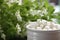 Stevia sweetener in pills to replace sugar. Stevia sugar tablets in ceramic jar with stevia plant in blossom on background. No