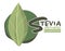 Stevia sweetener vector logo template. Green leaf of sugar