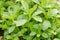 Stevia tree