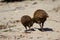 Steward Island weka.