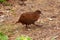 A Stewart Island weka, a flightless bird endemic to New Zealand