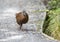 Stewart Island Weka, Gallirallus australis scotti