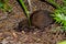 Stewart Island weka searching for food.