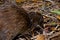 Stewart Island weka searching for food.