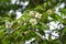 Stewartia monadelpha blossoms.