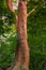 Stewartia Monadelpha Tree in Japan