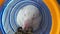SThe white hamster in the pipe eats food. Domestic rodent in a cage.