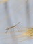 Stick-bug on the wheat grain spica