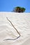 Stick and bush on deserted sandy beach dunes