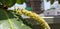 A stick of flower buds is looking great in close up view.