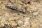 Stick grasshopper the master of camouflage on a stone in Organ Pipe National Monument, Arizona, USA