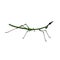 Stick insect