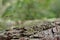 Stick Insect camouflaged on tree trunk