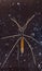 Stick insect on dark background close up, Phasmida, Diapheromeridae