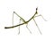 Stick insect, Phasmatodea - Oreophoetes peruana